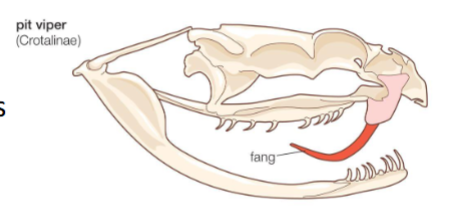 <p><span style="background-color: transparent; font-family: "Times New Roman", serif;">Solenoglyph</span></p>