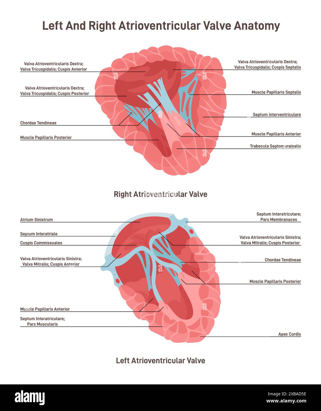 <ul><li><p>regular opening between atria and ventricles </p></li><li><p>the right AV (tricuspid) valve has 3 cusps </p></li><li><p>left AV valve has 2 cups, known as mitral valve</p></li><li><p>tendinous cords connect the valve cusps to the papillary muscles on the floor of the ventricle, preventing the AV valves from flipping inside out or bulging into the atria when ventricles contract </p></li><li><p>each papillary muscle has 2 or 3 basal attachments to the trabeculae of the heart wall </p></li><li><p>the attachment governs timing of electrical excitations of the papillary muscles and distribute mechanical stress</p></li><li><p>provide redundancy that protects an AV valve from complete mechanical failure if one attachment fails </p></li></ul><p></p>