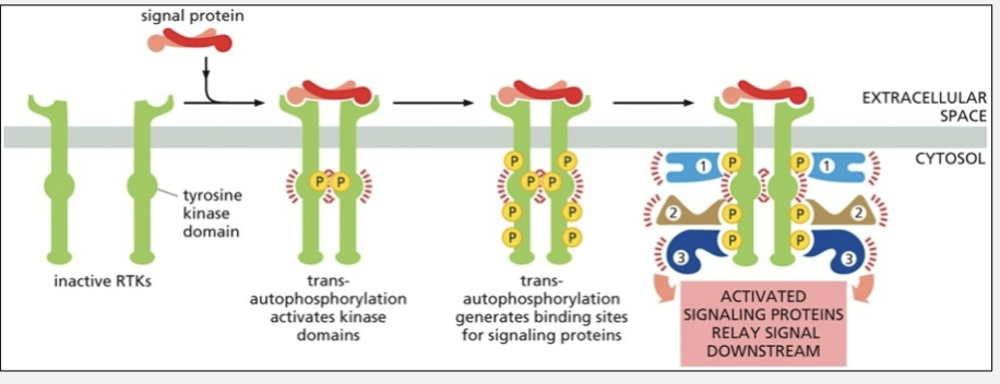 <ul><li><p>ligand-induced dimerization &amp; trans-autophosphorylation</p><ul><li><p>signal protein indices receptor dimerization</p></li><li><p>kinase domains in cytoplasmic tails phosphorylate each other</p></li><li><p>creates scaffold for signaling proteins that bind phospho-Tyr </p></li></ul></li></ul><p></p>