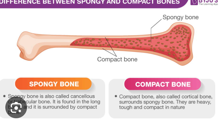 <p>Dense outer shell of bones</p>