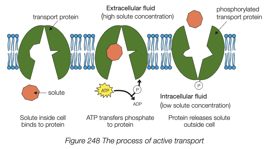 <ul><li><p>solutes moved against energy concentration - low conc to high conc</p></li><li><p>requires input of energy from breakdown of ATP (active process)</p></li><li><p>carrier proteins have conformational change in shape occurs due to energy, allows it to pump molecules in or out</p></li></ul><p></p>