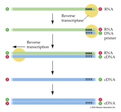 <p>converts RNA to DNA</p>