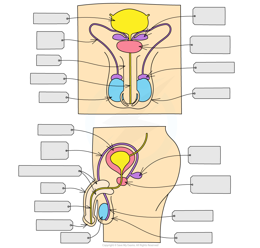 <p>label the male reproductive system</p>