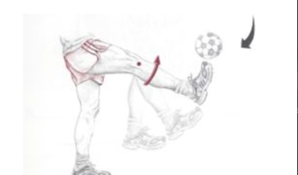 <p><span>Which of the following are the synergists of the motion depicted below?</span></p>