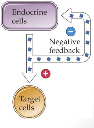 <p>involves endocrine cells releasing a hormone whose presence feeds back on the endocrine cells</p>