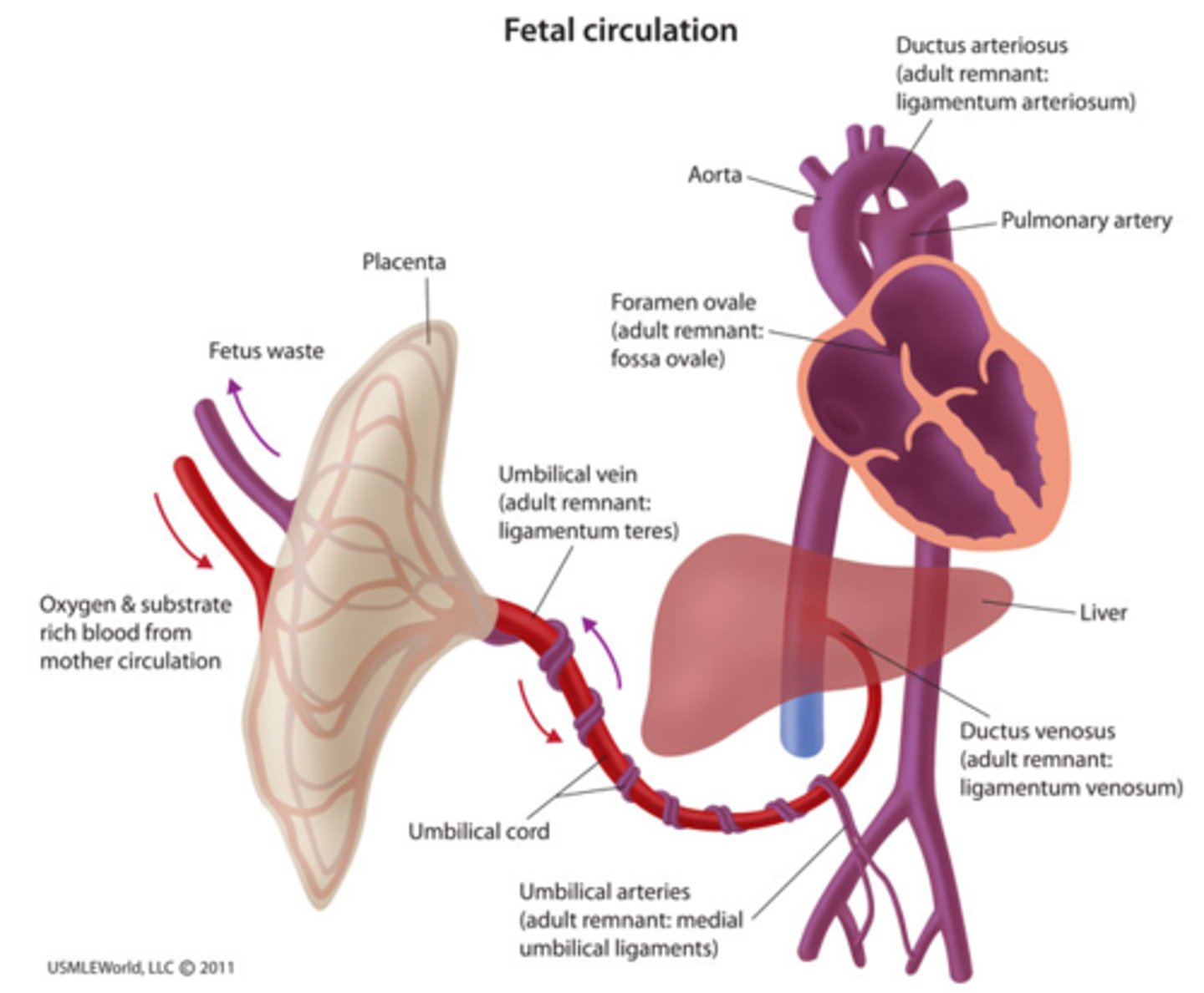 <p>allows fetal blood flow</p><p>to bypass the liver</p>