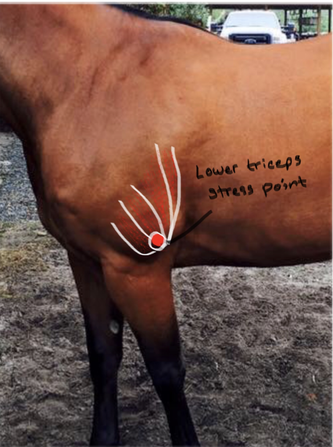 <p>Lower Triceps muscle; extends hock and lock elbow joint. </p>