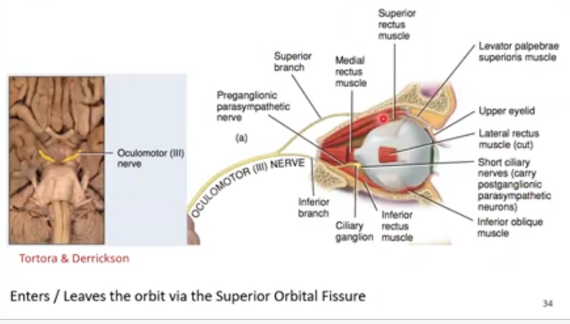 <p>this ranch runs medially above optic nerve and enters the superior rectus on its inferior surface , another goes to the levator </p>
