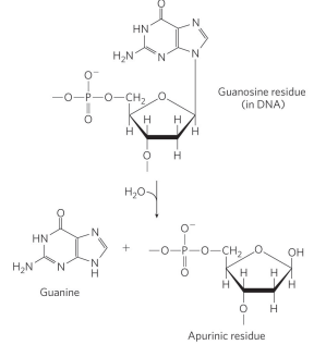 <p>a hydrolysis of the N-beta-glycosyl bond between the base and the pentose of a nucleotide. This reaction creates an AP (apurinic, apyrimidinic) site or abasic site (no base). </p>