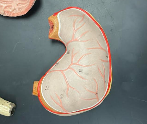 <p>Stomach</p>