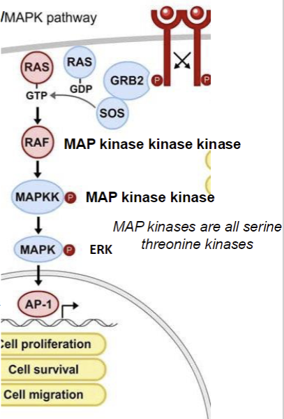 <p>MAP kinase cascade to activate AP1 (start with 3 kinase, and cut one off each time)</p>