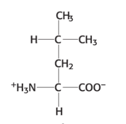 <p>Which amino acid is this?</p>