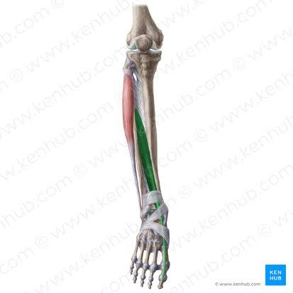 <p>dorsal aspect of base of distal phalanx of great toe</p>