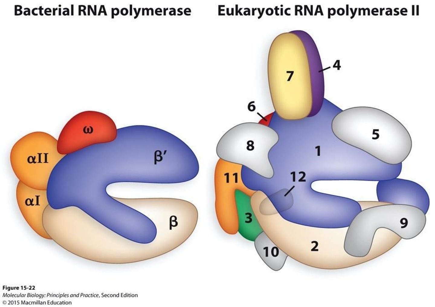 <p>Eukaryotic RNA polymerase II has a more complex structure with 12-16 subunits and shows remarkable similarities to bacterial RNA polymerase.</p>