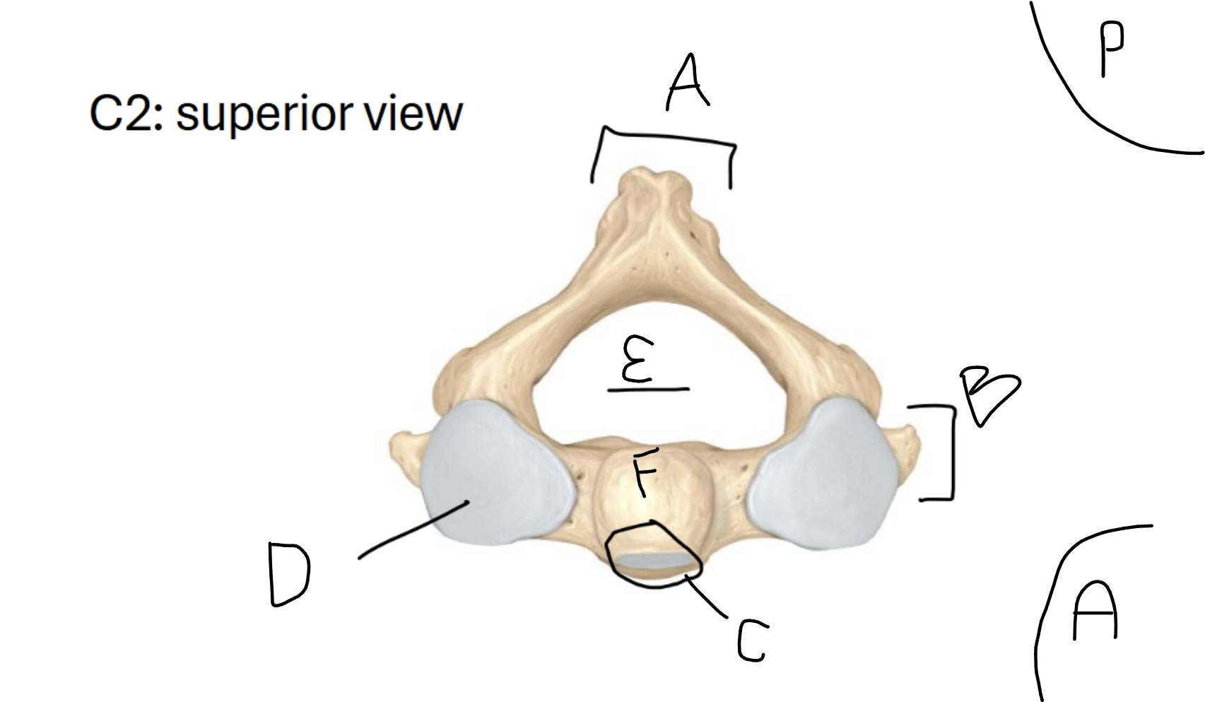 <p>E</p>