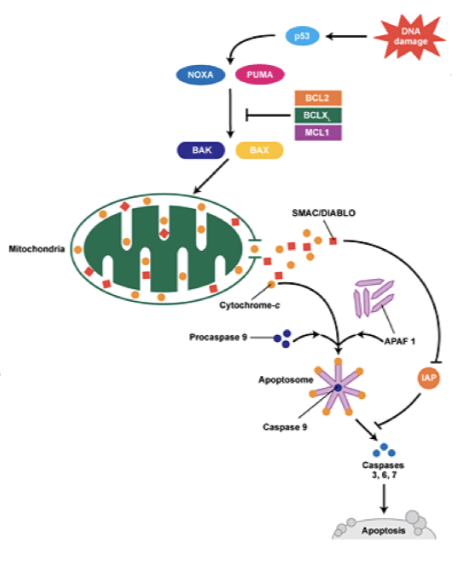<ul><li><p>DNA damage (not repaired) → triggers apoptosis</p></li><li><p>p53 signals damage to BAK, BAX → activates caspases → cleavage of DNA/proteins → cell dies</p></li></ul><p>Tumour cells evade apoptosis by:</p><ul><li><p>Loss of p53 (function)</p></li><li><p>Downregulate BAX, BAK</p></li><li><p>Upregulate antiapoptotic proteins (e.g. BCL2)</p></li><li><p>Upregulate IAPs (e.g. Survivin)</p></li></ul><p></p>