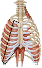 <p>Identify the structure</p>