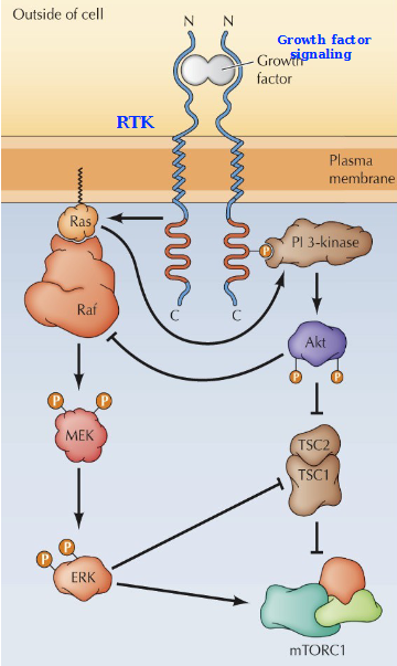 <p>The Ras/Raf/MEK/ERK and PI 3-Kindase/AKT/mTORC1 pathways are connected by both positive and negative crosstalk, including activation of PI-3 Kinase by Ras, inhibition of Raf by Akt, Inhibition of TSC by ERK, and activation of mTORC1 by ERK </p>