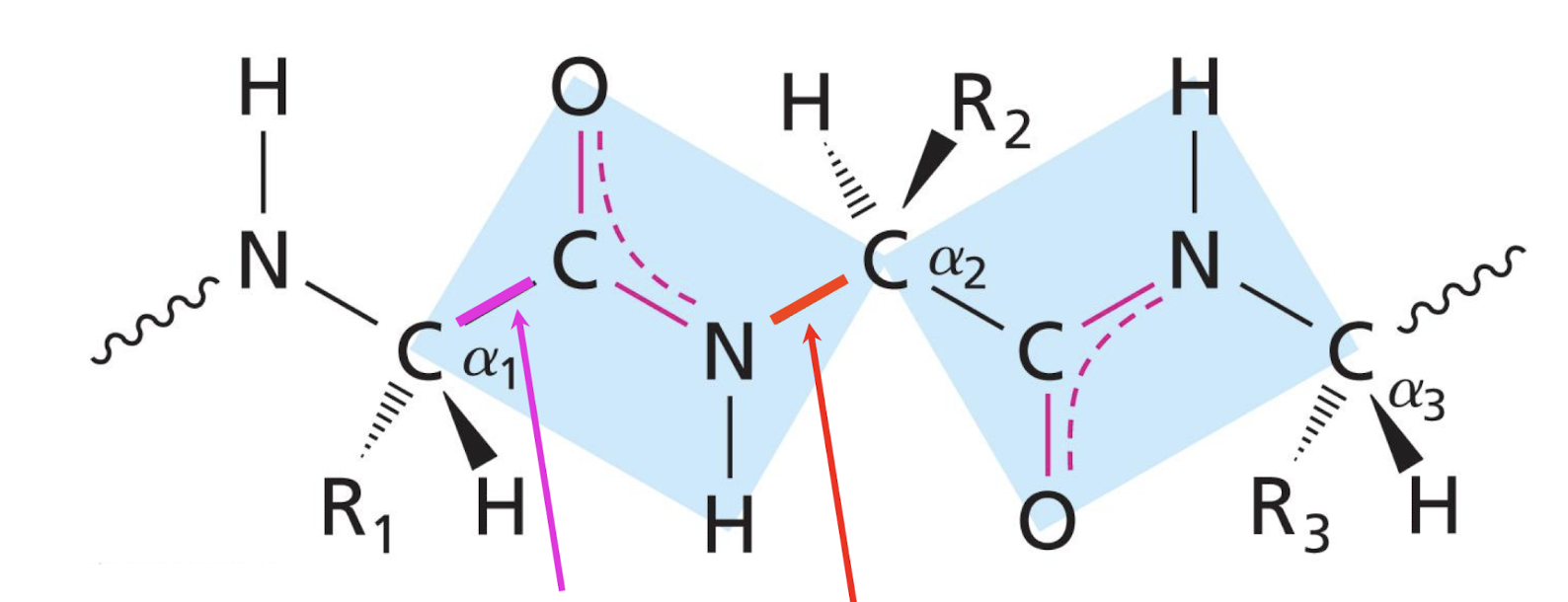 <p>The rigid structure in a polypeptide including the alpha carbons on the amino acid residues and all atoms involved in the peptide bond</p>