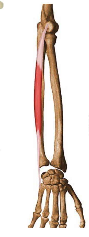 <p>What muscle is being shown? </p>