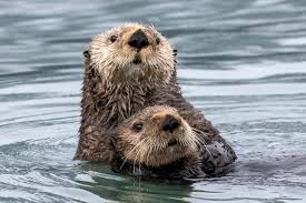 <p>Sea otter</p>