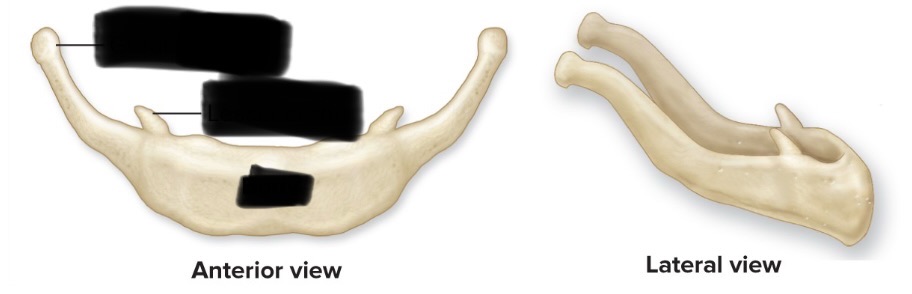 <p>What bone?</p>