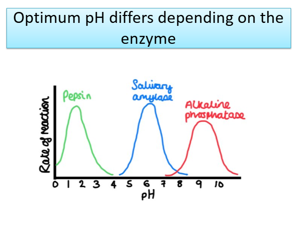 <p>Optimum pH differs in different enzymes</p>