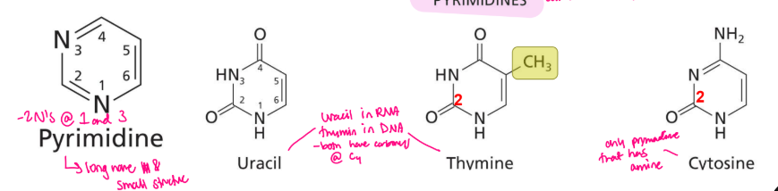 <ul><li><p>have 2 nitrogens at C1 and 3</p></li><li><p>long name = small structure</p></li><li><p>carbonyls at C2</p></li><li><p>Uracil - in RNA, has another carbonyl at C4</p></li><li><p>Thymine - In DNA, has another carbonyl at C4, has methyl group</p></li><li><p>Cytosine - only pyrimidine that has 3 nitrogens</p></li></ul><p></p>