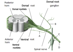 <p>-Dorsal root + ventral root</p><p>-Mixed, containing both motor and sensory modalities</p><p>-Spinal nerve primarily divides into a posterior ramus (B) and an anterior ramus (D).</p><p>-Ramus/Rami are also mixed nerves.</p>