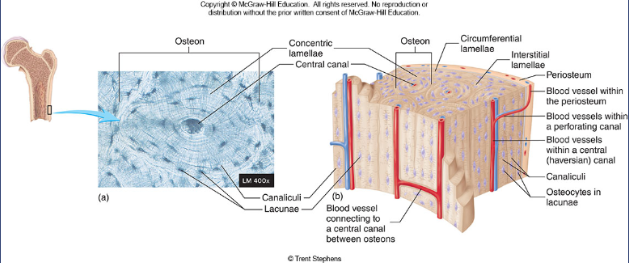 <p>MAKE SURE TO KNOW THIS FIGURE!!!!</p>