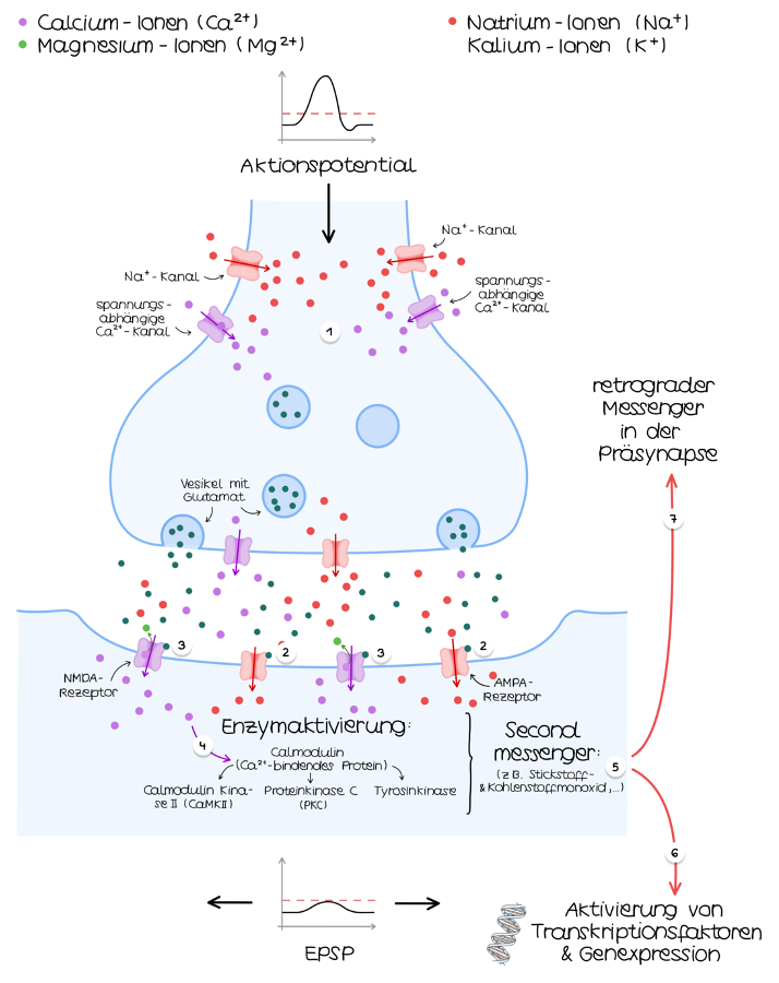<ul><li><p>Dauerhafte Verstärkung einer Synapse nach wiederholter Aktivierung (über Stunden bis Wochen)</p><ul><li><p class="MsoNormal">Präsynapse: erhöhte Freisetzung von Neurotransmittern</p></li><li><p class="MsoNormal">Postsynapse: Einbau zusätzlicher Rezeptoren / höhere Empfindlichkeit</p></li></ul></li><li><p class="MsoNormal"><span>→ </span> Synaptische Kontaktfläche vergrößert sich = Gleiches Signal löst stärkere postsynaptische Antwort aus</p></li><li><p class="MsoNormal"><strong>Folge:</strong> Informationen werden stabiler und langfristig gespeichert</p></li><li><p class="MsoNormal"><span>Beteiligter Neurotransmitter ist das Glutamat gemeinsam mit seinen&nbsp;Rezeptoren&nbsp;AMPA und NMDA</span></p></li></ul><ol><li><p class="MsoNormal"><span>bei sehr starker Depolarisation wird Magnesium-Blockade aus NMDA Rezeptor entfernt</span></p></li></ol><p class="MsoNormal"><span> →  durch den Kanal kann Ca2+ strömen </span></p><p class="MsoNormal"><span>→ Ca²⁺ aktiviert als intrazellulärer Second Messenger Proteinkinasen</span></p><p class="MsoNormal"><span> → bewirken Einbau zusätzlicher AMPA-Rezeptoren / retrograde Botenstoffe die Präsynapse zur verstärkten Glutamatfreisetzung anregen / neue Synapse gebildet)</span></p><p><span>(Gedächtnisspuren sind Engramme)</span></p>