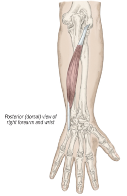 <p>extensor carpi ulnaris description and movements</p>