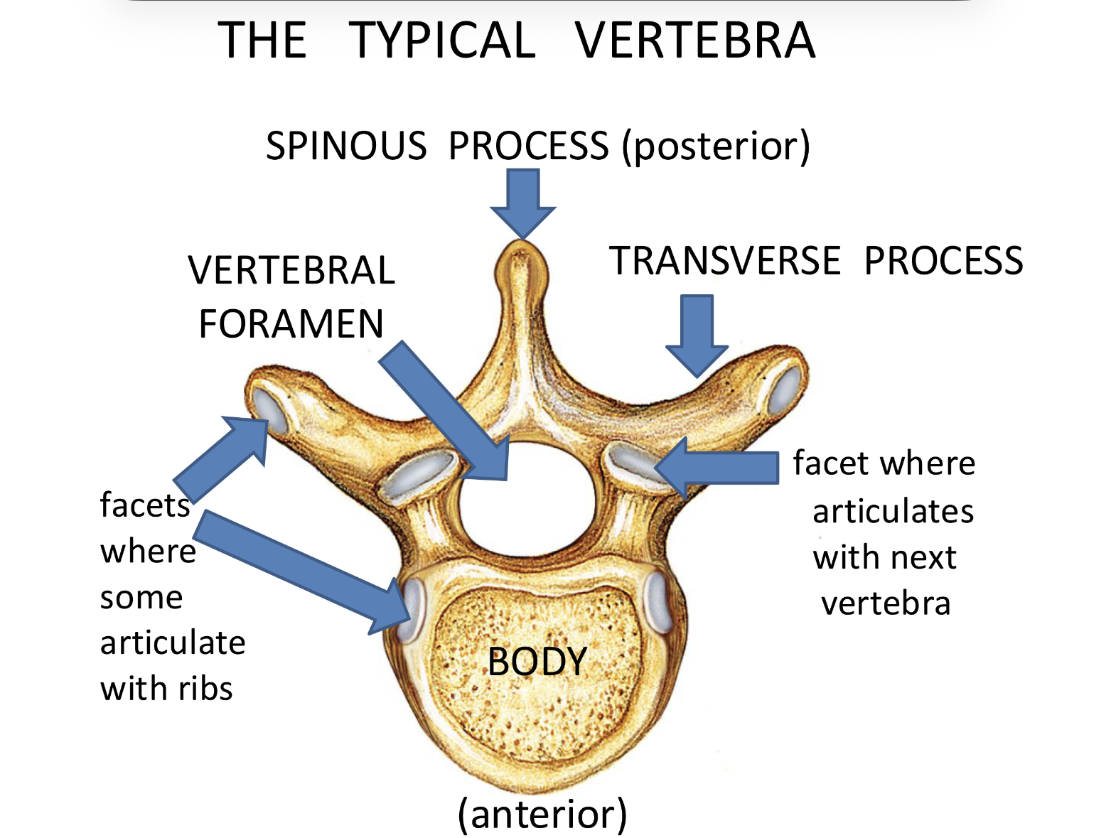 <p>Facet <strong>Typical vertebra parts</strong></p>