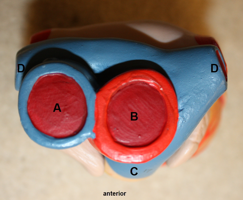 <p>I<span>n the images above and below (which are superior views of the heart), identify blood vessels A, B, C (above image only), D, and E (below image only).</span></p>
