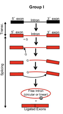 <p><span style="color: rgb(255, 255, 255);">Group I introns </span></p>