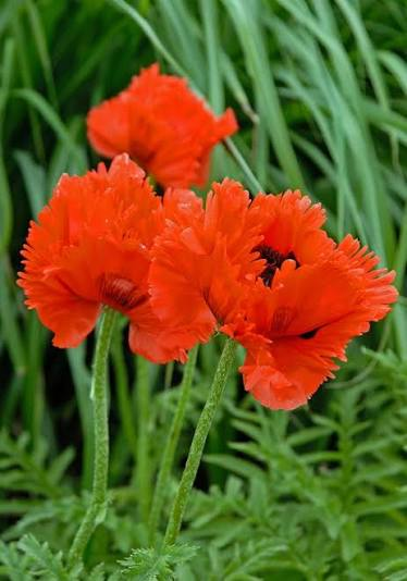 <p>oriental poppy</p>