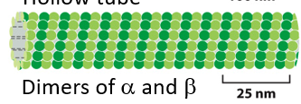 <p>Are microtubules more rigid or flexible than actin filaments?</p>