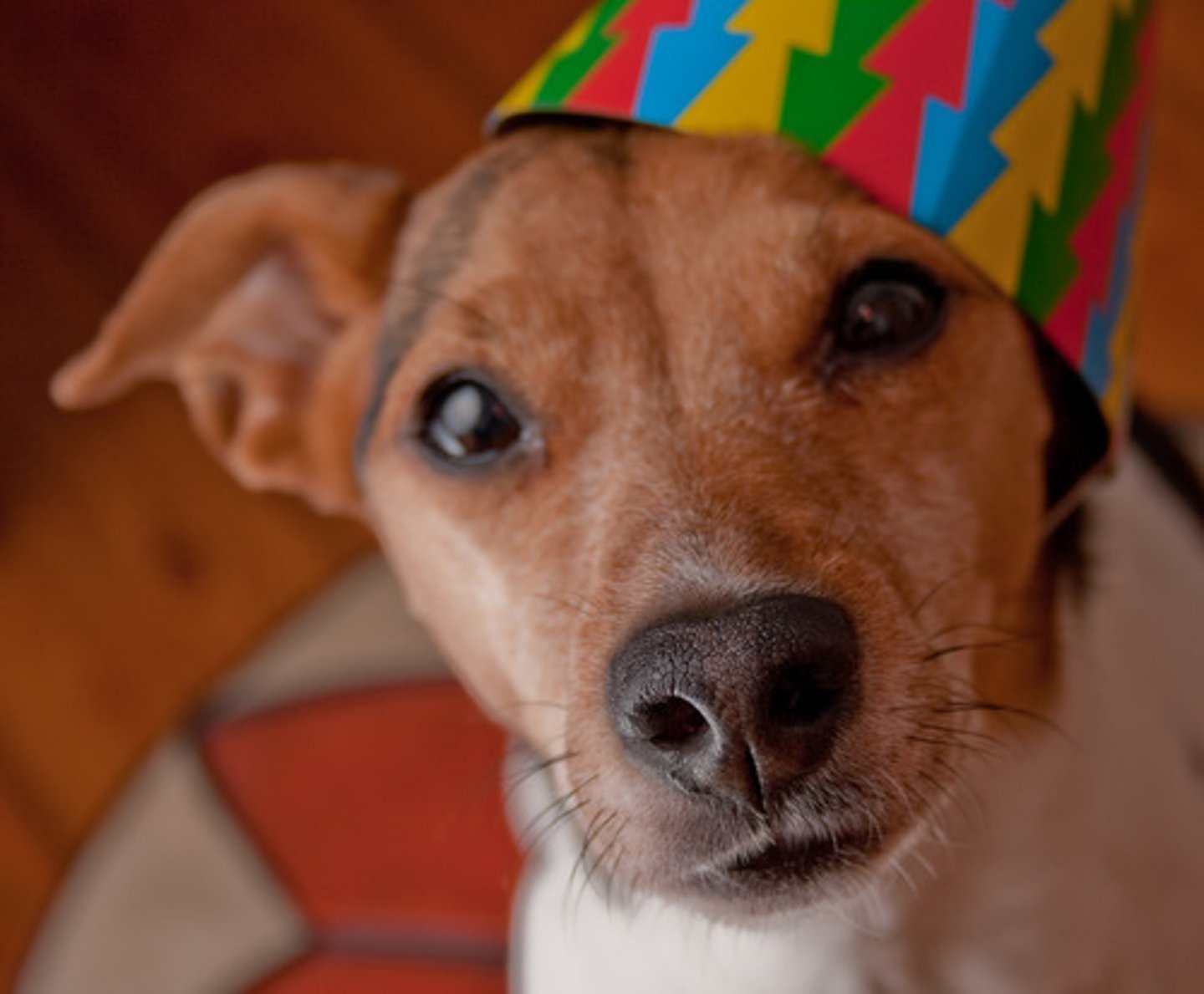 <p>él da una fiesta</p>