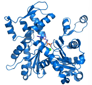 <p>Forme monomérique soluble en solution aqueuse. </p><p>Associé à un cation divalent tel que l'ion calcium ou le magnésium (le magnésium in vivo) et un nucléotide de type ATP ou ADP selon l'état de phosphorylation du nucléotide.</p>