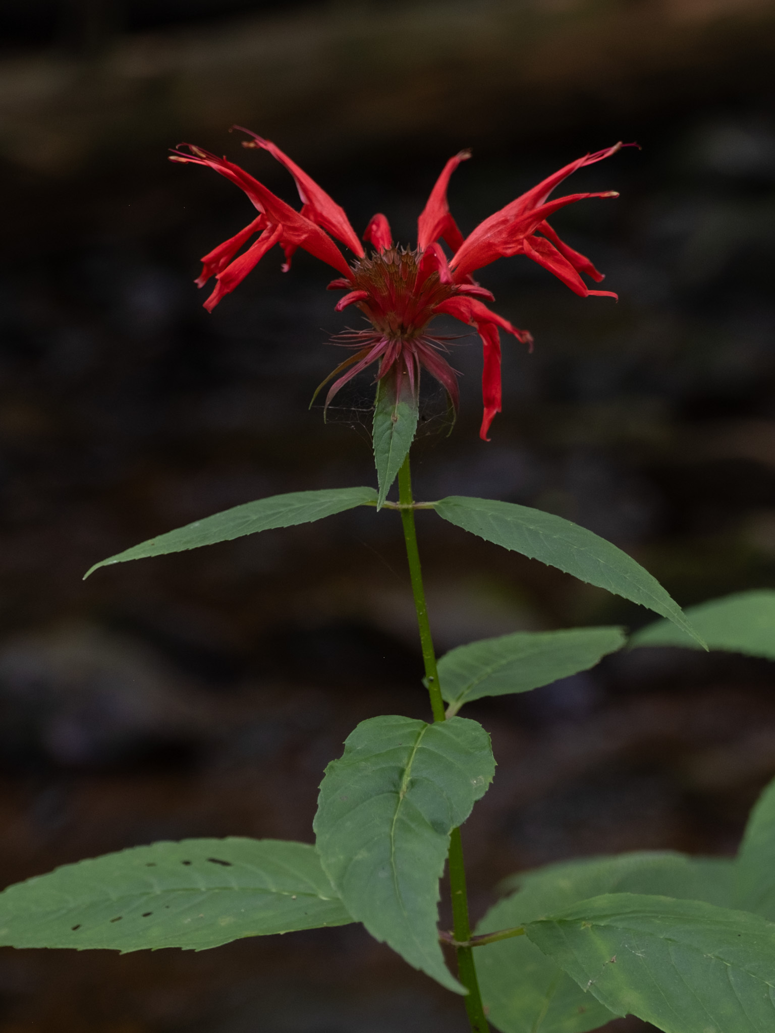 <p>lamiaceae</p><p>opposite</p><p>paired flowers</p><p>very pubescent stems/leaves</p><p>scarlet flower</p><p>sour minty smell</p><p>powdery mildew issues</p>