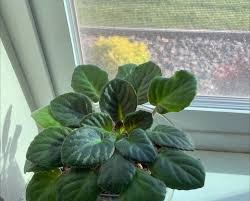 <p>353 Saintpaulia ionantha, African Violet</p>