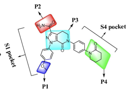 <ul><li><p>pyrazolopyridine w/ these groups:</p></li><li><p>S1 pocket: (P1)p-methoxyphenyl stablizes complex through interaction with non-active site, (P3)carbonyl oxygen of pyrazolopyridine interacts with Gly-216 as well as H2O molecule, (P2) carboxamide group contributes to greatest binding and similar clotting activity with favorable PK among others</p></li><li><p>S4 pocket: (P3)-pyrazole N-2 nitrogen atom interacts with AA Glutamine-192, (P4) lactam analogues have very high binding affinity in this pocket and selectivity vs other proteases</p></li></ul><p></p>
