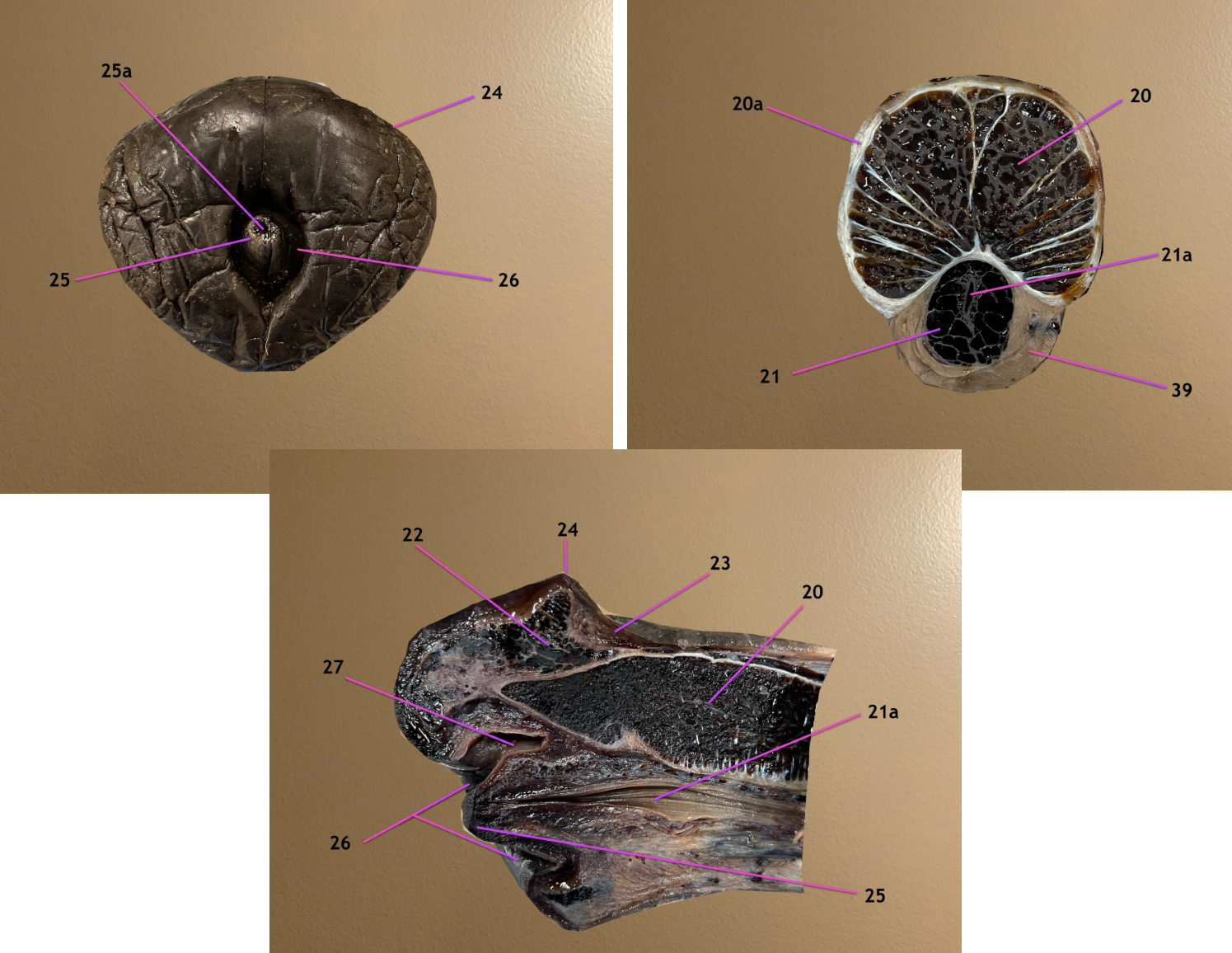 <p>pic 1: cranial view of glans</p><p>pic 2: cross section of body of penis</p><p>pic 3: longitudinal section of glans </p><p>.</p><p>label 22-25</p>
