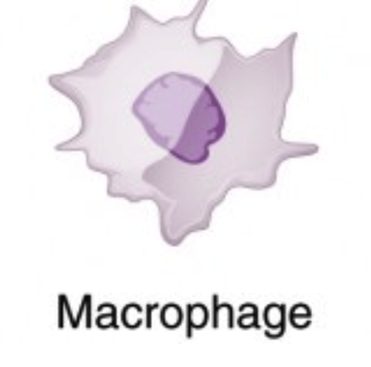 <p>phagocytes</p><p>(Note: macrophages are</p><p>the largest phagocytes)</p>