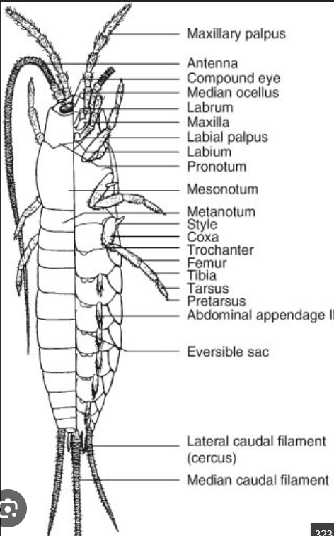 <p>Insect Order, silverfish and firebrats</p>