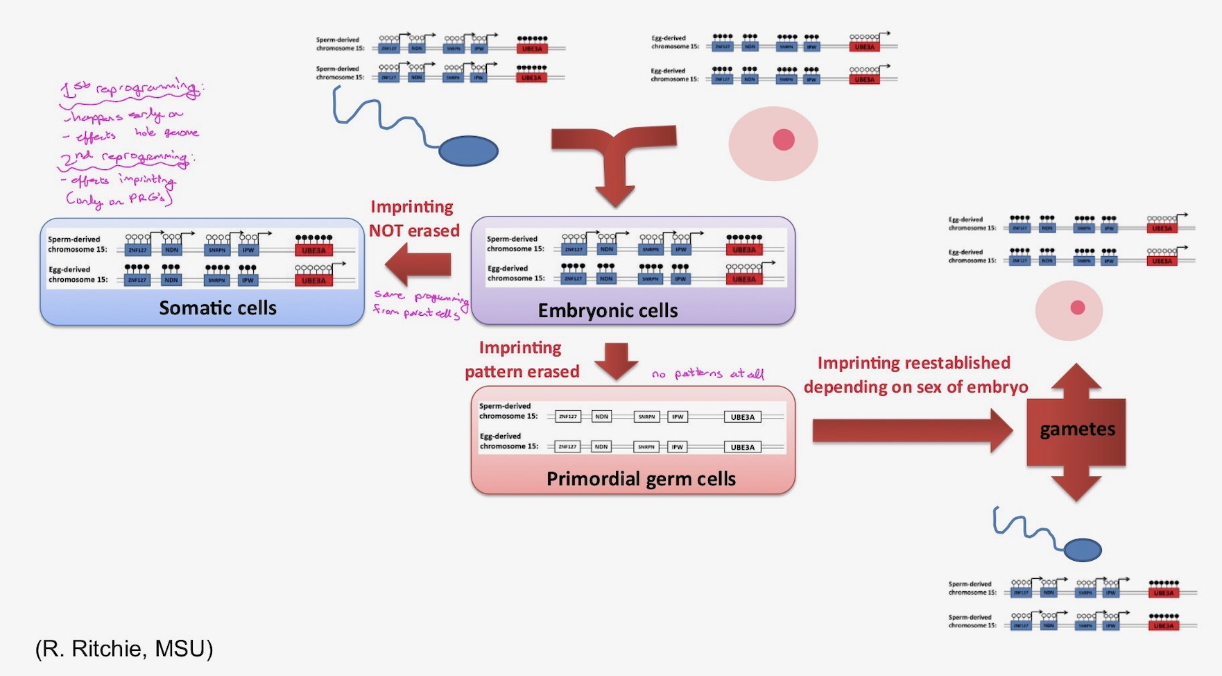 <p>happens during post-implantation development and erases the methylation marks of imprinted genes in the primordial germ cell genomes. This erasure is important to make sure that the epigenetic marks in the primordial germ cells can be reset and reflect the sex of the developing embryo.</p><ul><li><p>Remember that germ cells need to be imprinted with proper methylation patterns according to the sex of the developing embryo.</p></li><li><p>Somatic cells do not undergo this second epigenetic reprogramming. During post-implantation development imprinted marks must be maintained in somatic cells because correct expression of the imprinted genes is essential for normal somatic development.</p></li></ul><p><strong>Note:</strong> The figure below is pertaining to imprinted genes only and it illustrates how the imprinting patterns are erased during the epigenetic reprogramming in primordial germ cells and reset depending on the sex of the embryo. It also illustrates how the imprinting patterns are not erased in somatic cells since they do not undergo this second epigenetic reprograming.</p>