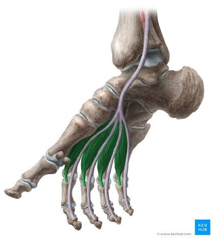 <p>O: tendon of FDL</p><p>I: extensor hood/expansion digits 2-5</p><p>A: flexion MTP digits 2-5, extension PIP and DIP digits 2-5</p><p>N: </p><ul><li><p>medial 1: medial plantar n (L5-S1)</p></li><li><p>lateral 3: lateral plantar n. (S1-S3)</p></li></ul><p>B: medial and lateral plantar a. </p>