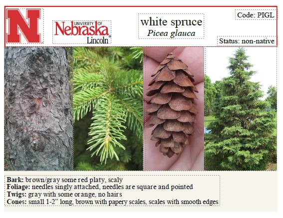 <p><span>1/2-3/4'' long, 4-sided, spirally arranged, persistent</span><br><span>-Cones: 2'' long</span><br><span>-Bark: thin, gray half-dollar sized plates</span></p>