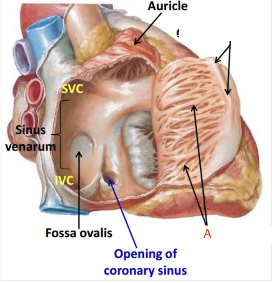 <p>What muscle is A?</p>