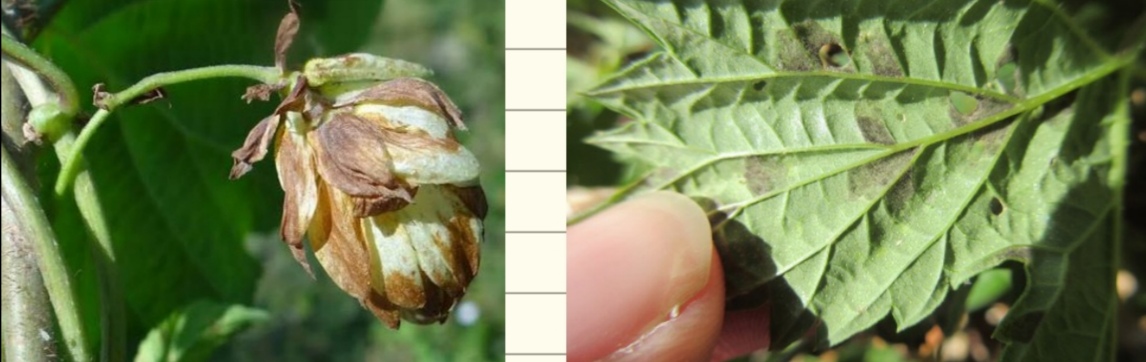 <p>Pseudoperonospora humuli - hmeljna peronospora (rod Pseudoperonospora) </p>